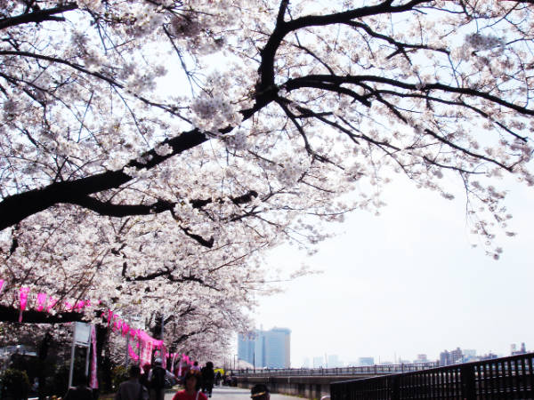墨堤桜並木